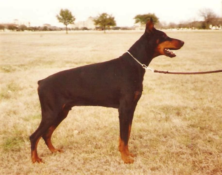 Bahnhof Dobermanns