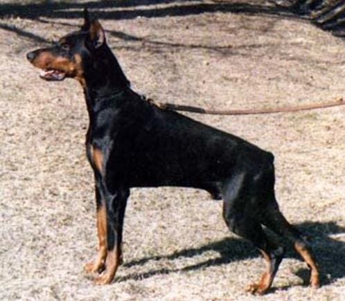 Bahnhof Dobermanns