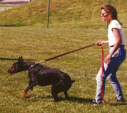 Bahnhof Dobermanns