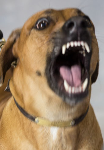 a brown dog with its mouth open is on a leash.