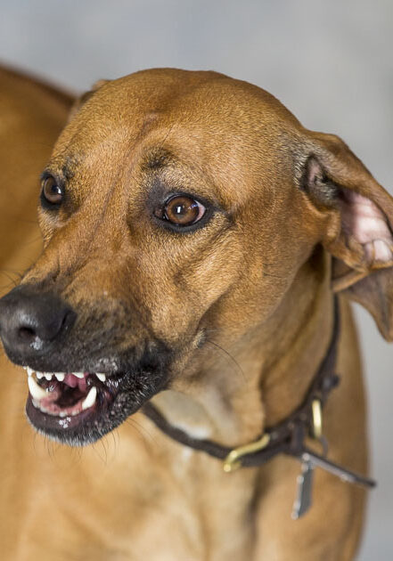 a brown dog with its mouth open looking at the camera.