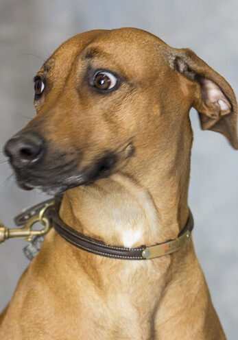 a brown dog on a leash looking at the camera.