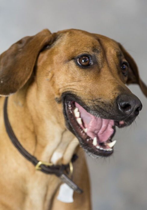 a brown dog with his mouth open is smiling.