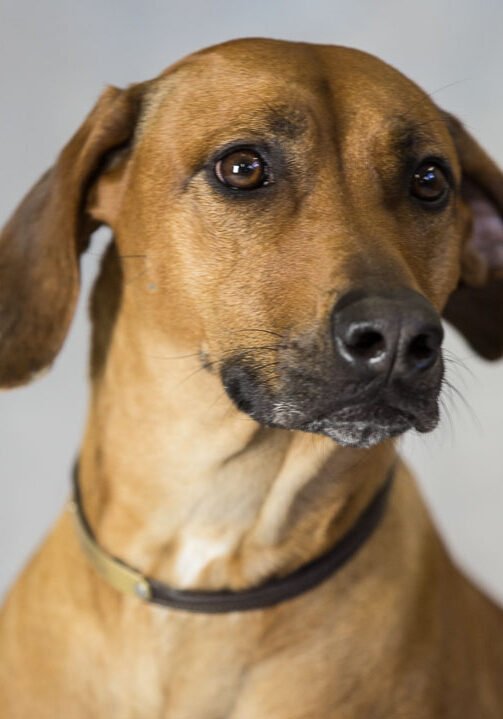 a brown dog with a collar looking at the camera.